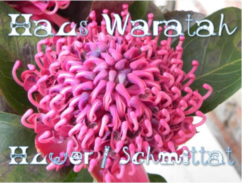 Laboe_Hausschild_Waratah