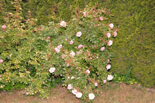 Laboe_Garten_Rosen