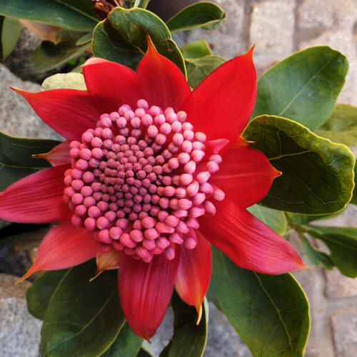 Laboe_Waratah_Blume